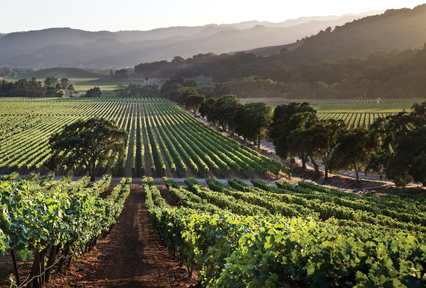 vineyards5
