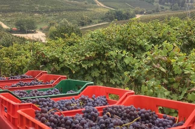 BricGrapes