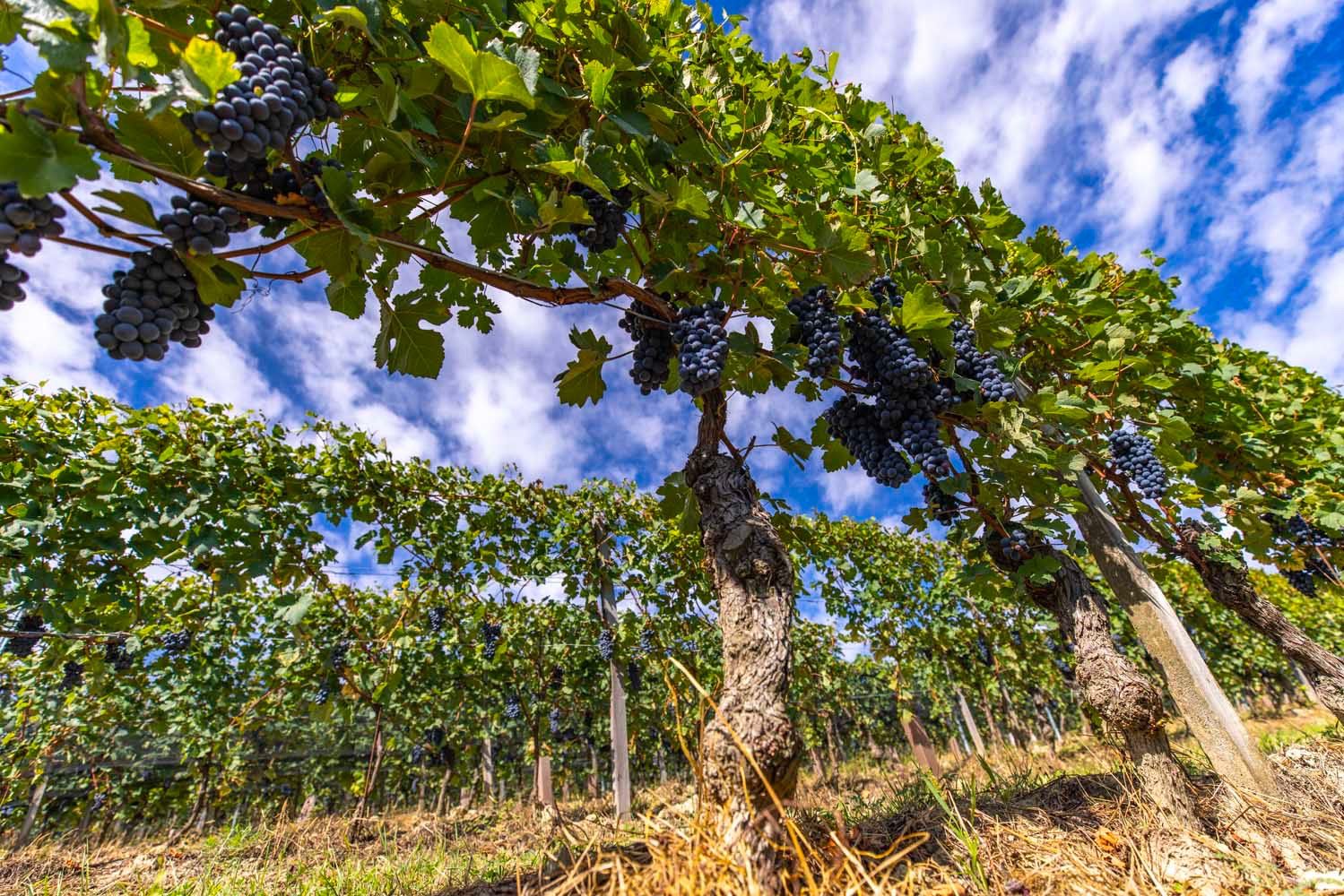 BricVines